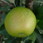 Pommes Clochard